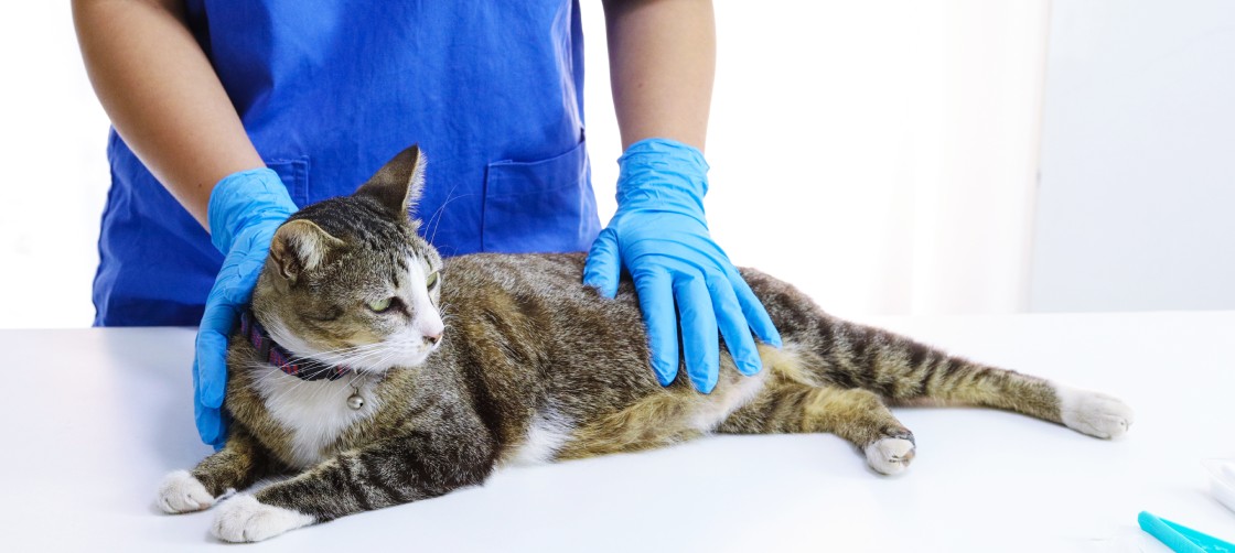 Galenica veterinaria: il ruolo della preparazione magistrale